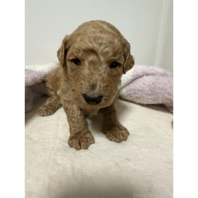 販売中の栃木県のゴールデンドゥードル:ゴールデンレトリーバー×プードル-445876の5枚目