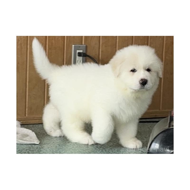 成約済の千葉県のグレートピレニーズ-439599の9枚目