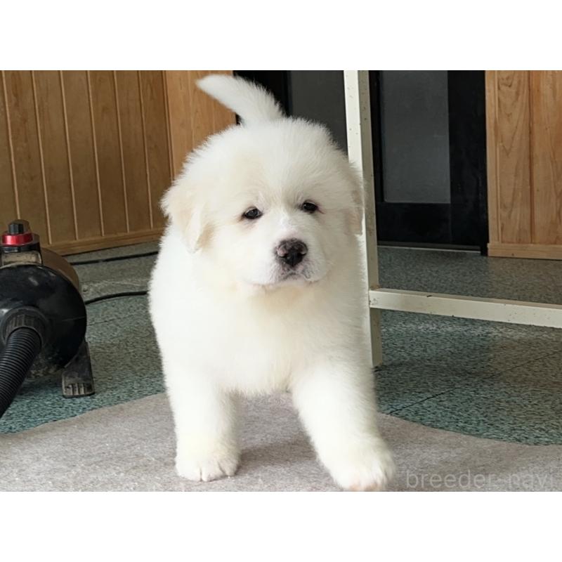 成約済の千葉県のグレートピレニーズ-439599の8枚目