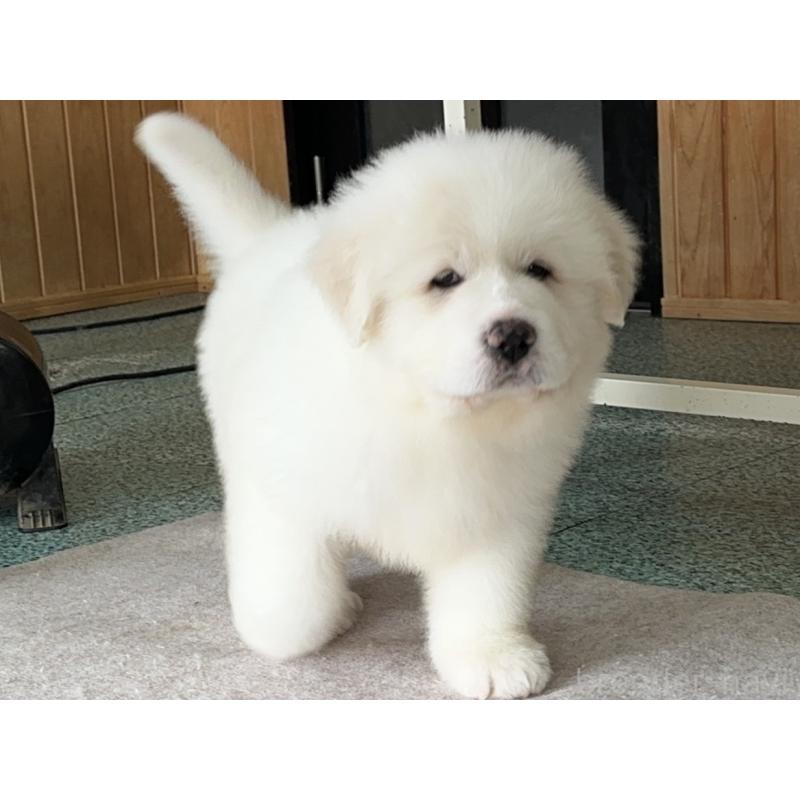 成約済の千葉県のグレートピレニーズ-439599の7枚目