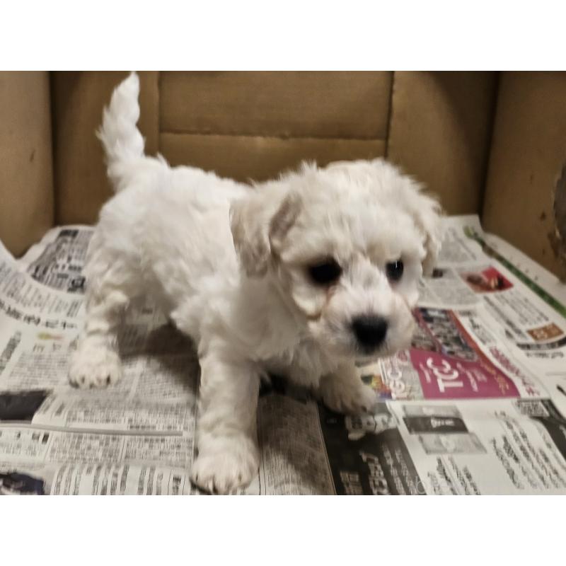 販売中の愛知県のビションフリーゼ-445870の9枚目