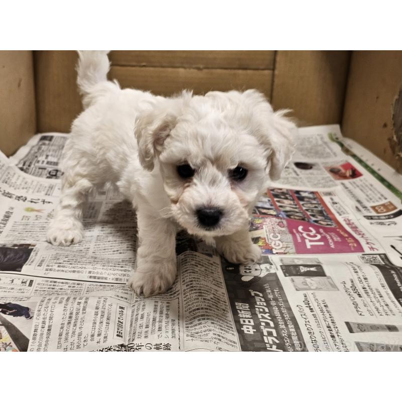 販売中の愛知県のビションフリーゼ-445870の8枚目