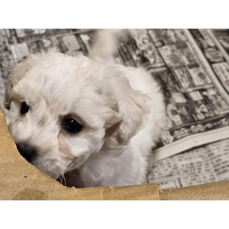 販売中の愛知県のビションフリーゼ-445870の6枚目