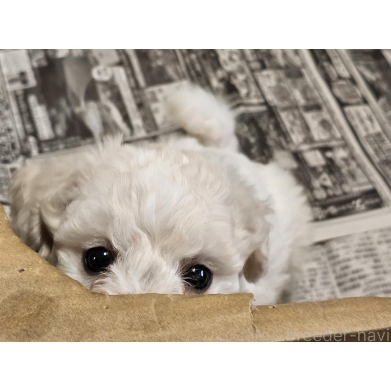 販売中の愛知県のビションフリーゼ-445870の5枚目