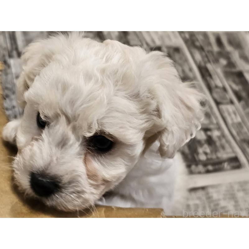 販売中の愛知県のビションフリーゼ-445870の4枚目