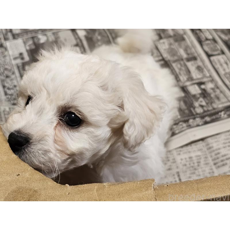 販売中の愛知県のビションフリーゼ-445870の3枚目