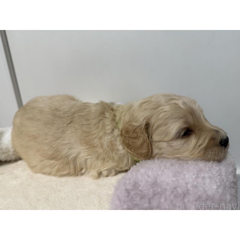 販売中の栃木県のゴールデンドゥードル:ゴールデンレトリーバー×プードル-445874の5枚目