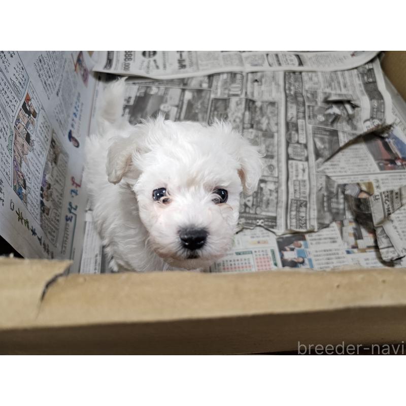 販売中の愛知県のビションフリーゼ-445871の4枚目