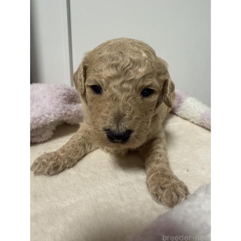 販売中の栃木県のゴールデンドゥードル:ゴールデンレトリーバー×プードル-445873の1枚目