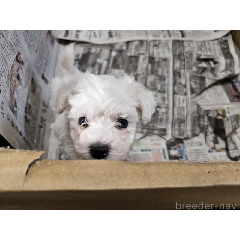 販売中の愛知県のビションフリーゼ-445871の3枚目