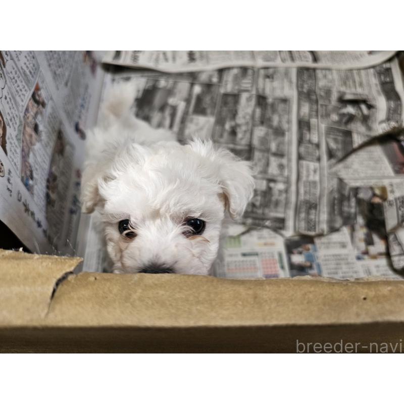 販売中の愛知県のビションフリーゼ-445871の2枚目