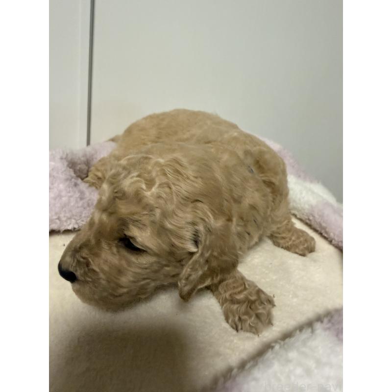 販売中の栃木県のゴールデンドゥードル:ゴールデンレトリーバー×プードル-445873の4枚目