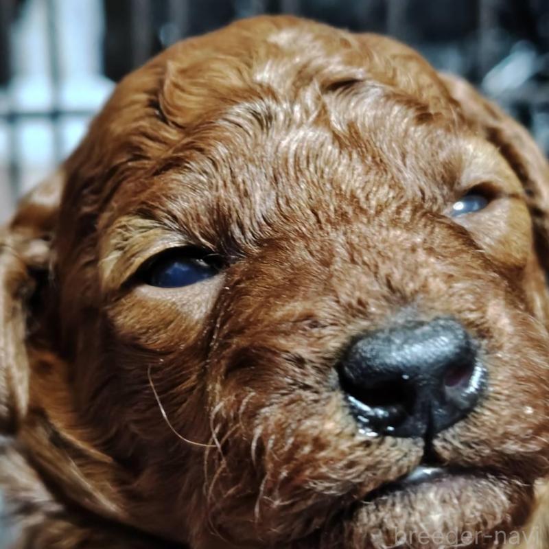 販売中の徳島県のトイプードル-445872の1枚目