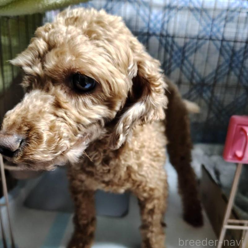 販売中の徳島県のトイプードル-445872の6枚目