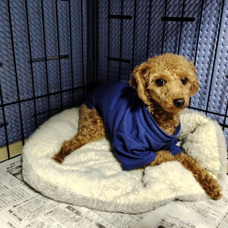 販売中の徳島県のトイプードル-445872の5枚目