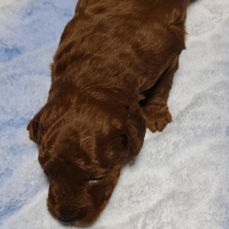 販売中の徳島県のトイプードル-445872の4枚目