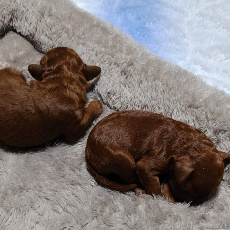 販売中の徳島県のトイプードル-445872の2枚目