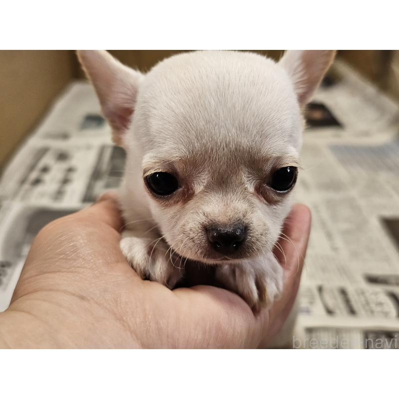 販売中の愛知県のチワワ(スムースコート)-445877の6枚目