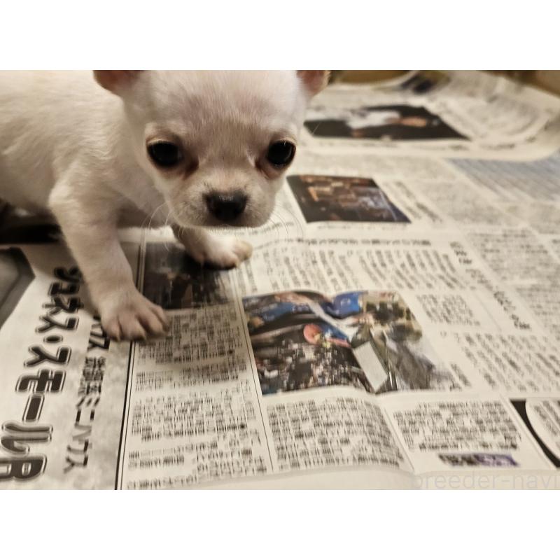 販売中の愛知県のチワワ(スムースコート)-445877の4枚目