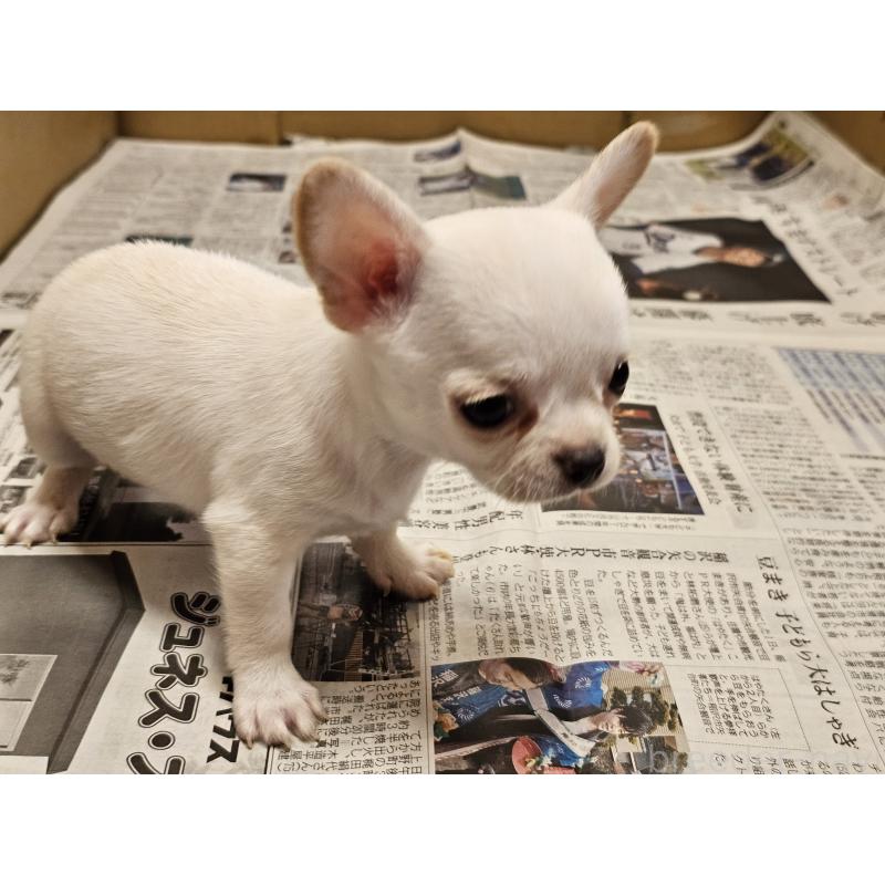 販売中の愛知県のチワワ(スムースコート)-445877の3枚目