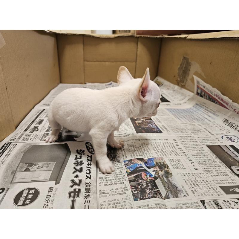 販売中の愛知県のチワワ(スムースコート)-445877の2枚目