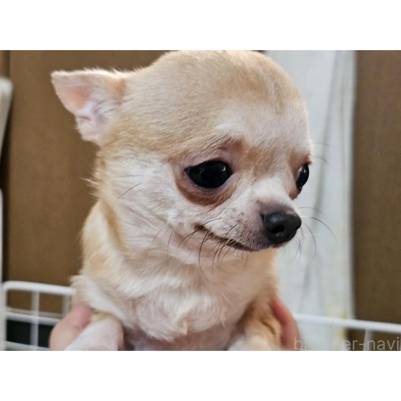 ラムちゃん1枚目