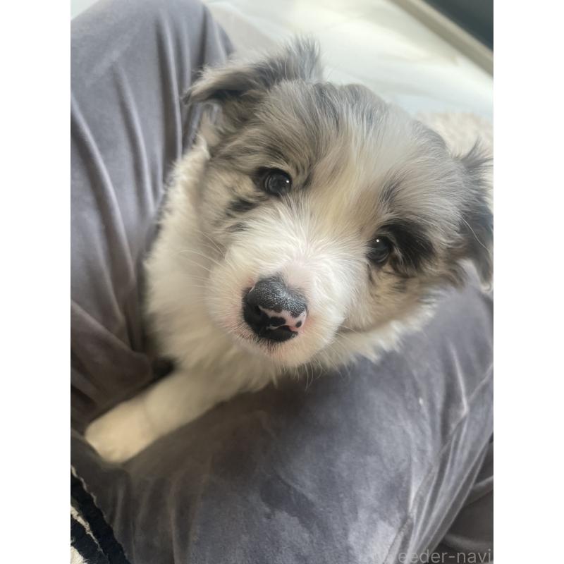 販売中の滋賀県のボーダーコリー-440633の5枚目