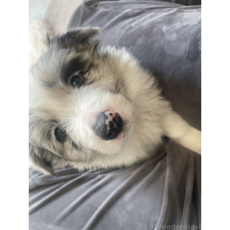 販売中の滋賀県のボーダーコリー-440633の4枚目