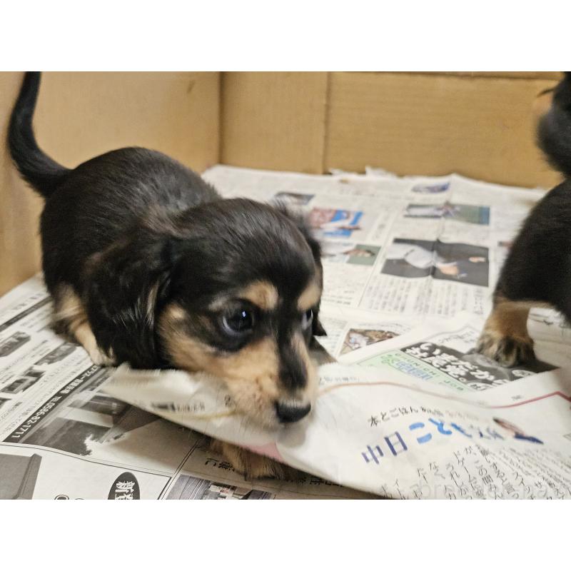 販売中の愛知県のミニチュアダックスフンド(ロングヘアード)-445879の7枚目