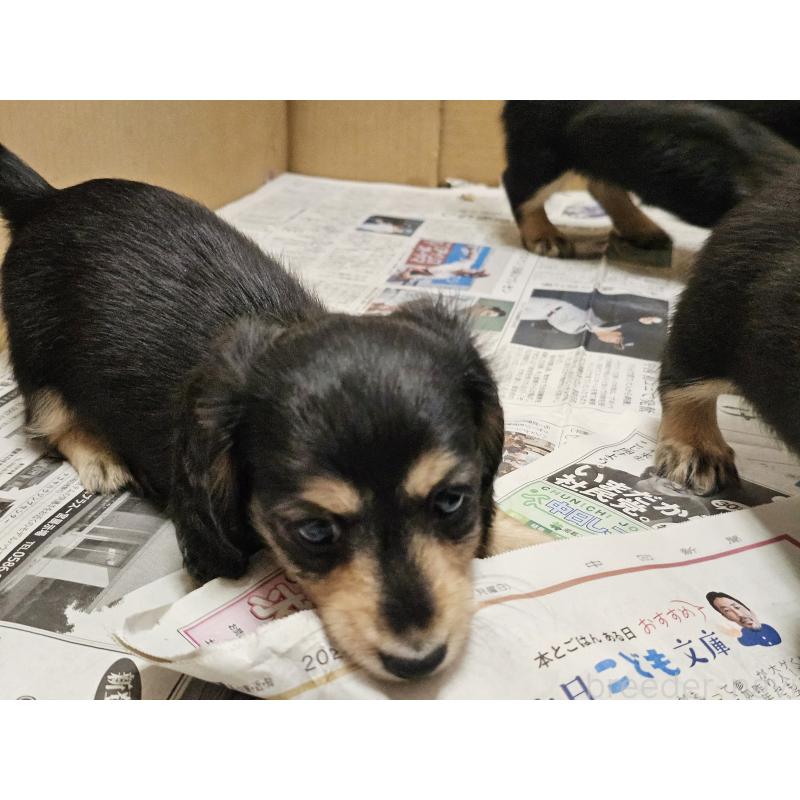 販売中の愛知県のミニチュアダックスフンド(ロングヘアード)-445879の4枚目