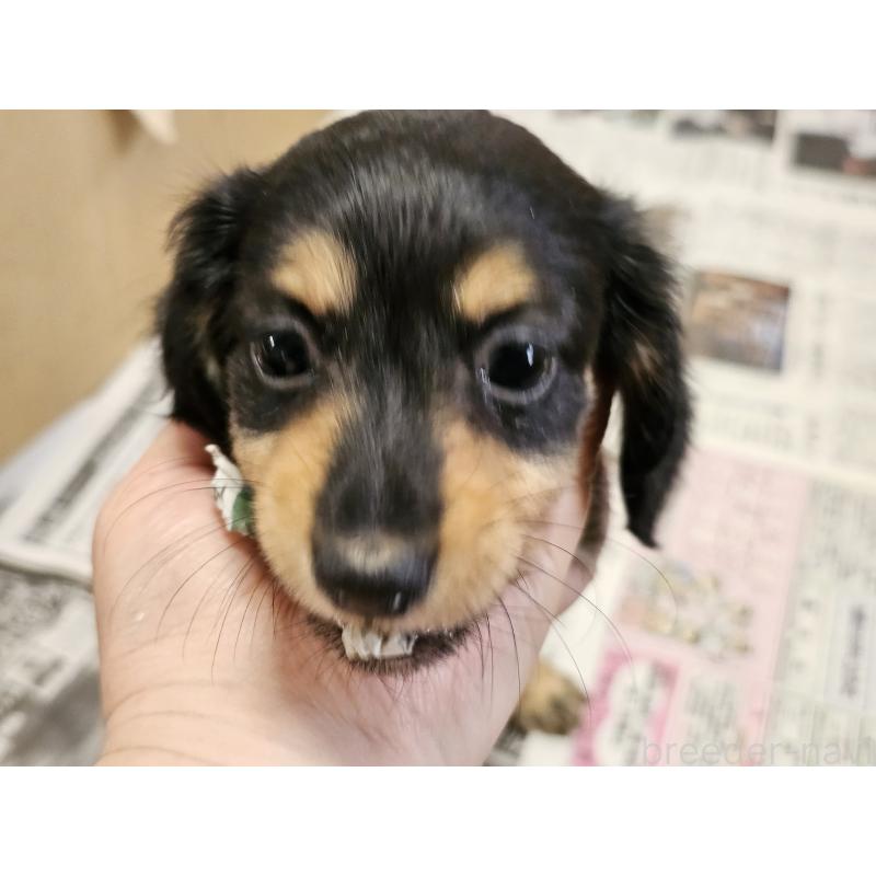 販売中の愛知県のミニチュアダックスフンド(ロングヘアード)-445881の7枚目