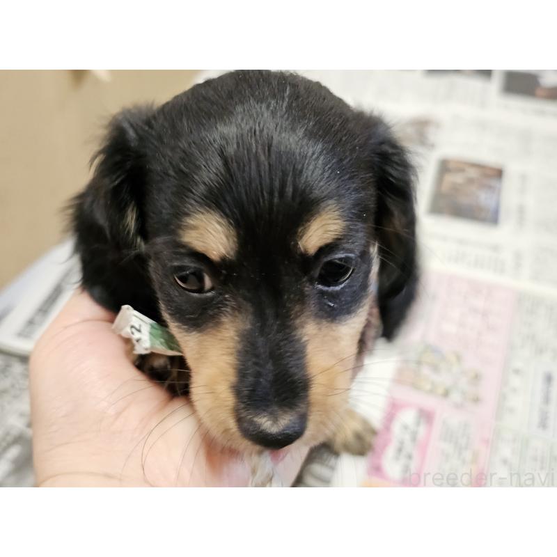 販売中の愛知県のミニチュアダックスフンド(ロングヘアード)-445881の6枚目