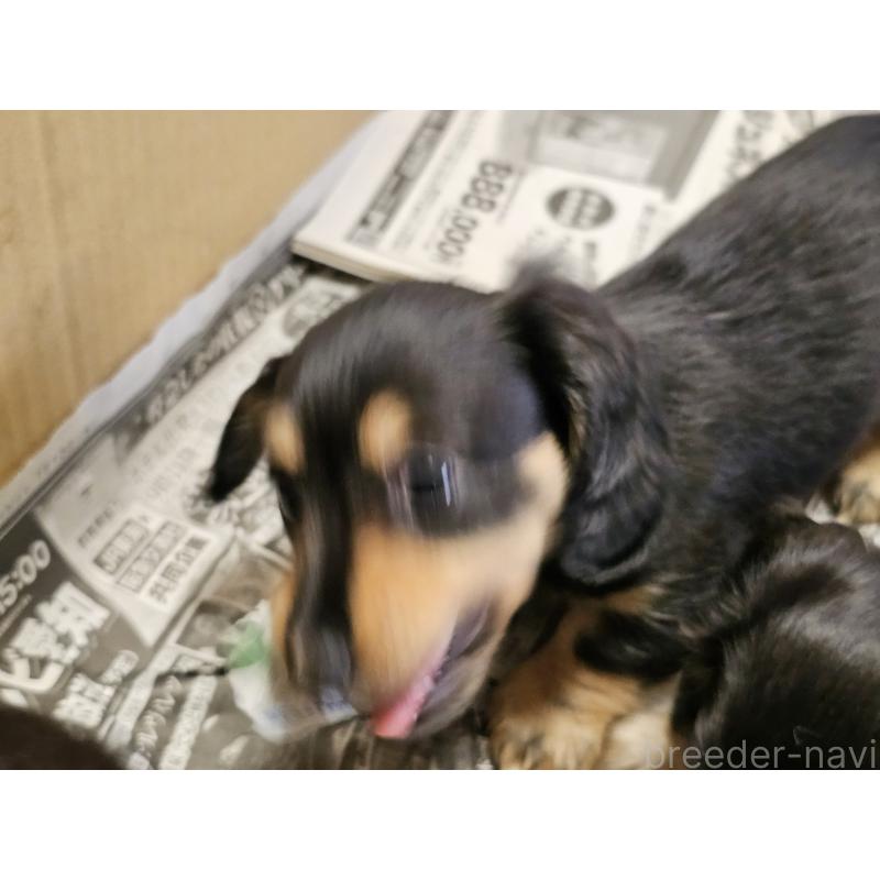 販売中の愛知県のミニチュアダックスフンド(ロングヘアード)-445881の4枚目