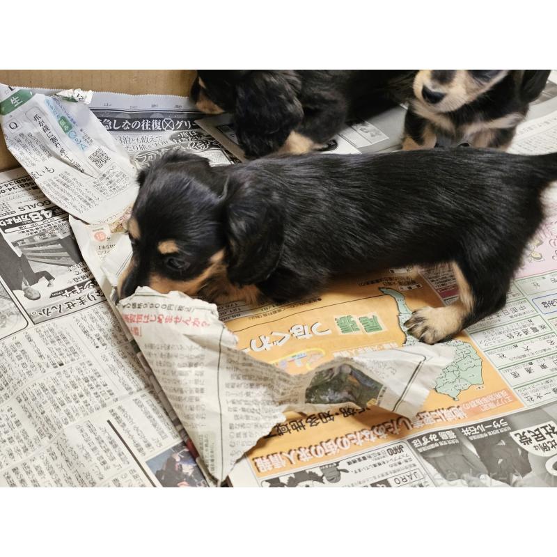 販売中の愛知県のミニチュアダックスフンド(ロングヘアード)-445881の3枚目