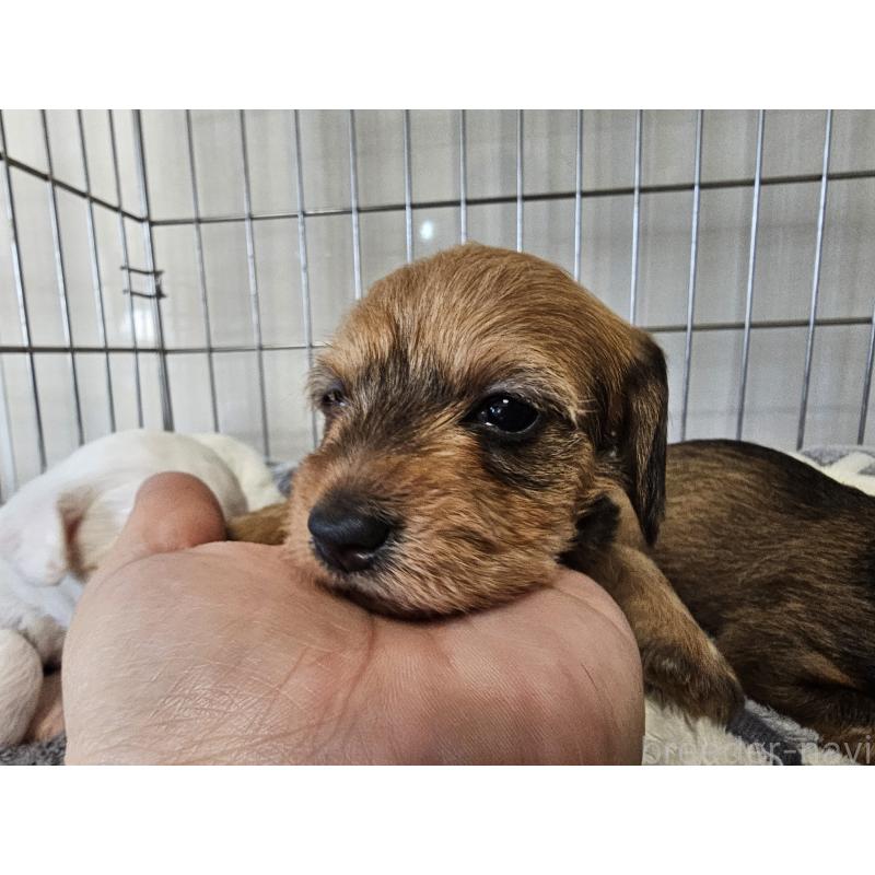 販売中の愛知県のミニチュアダックスフンド(ワイヤーヘアード)-445883の7枚目