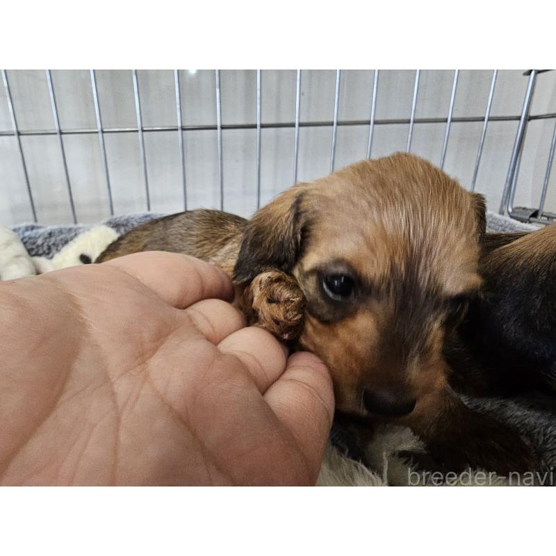 販売中の愛知県のミニチュアダックスフンド(ワイヤーヘアード)-445883の4枚目