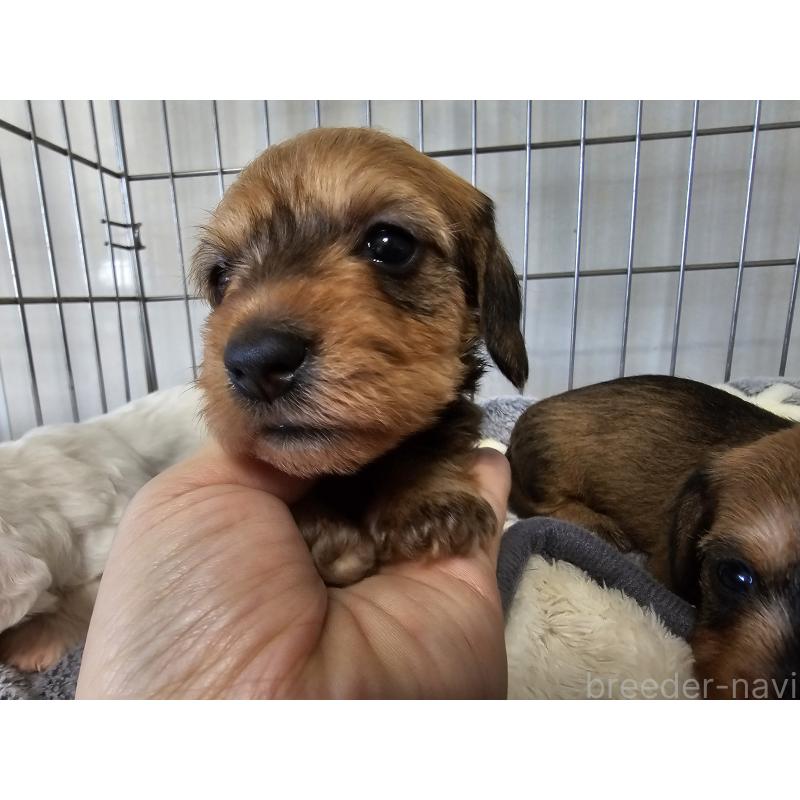 販売中の愛知県のミニチュアダックスフンド(ワイヤーヘアード)-445883の3枚目