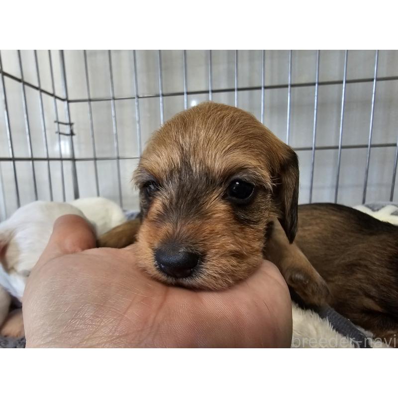 販売中の愛知県のミニチュアダックスフンド(ワイヤーヘアード)-445883の2枚目