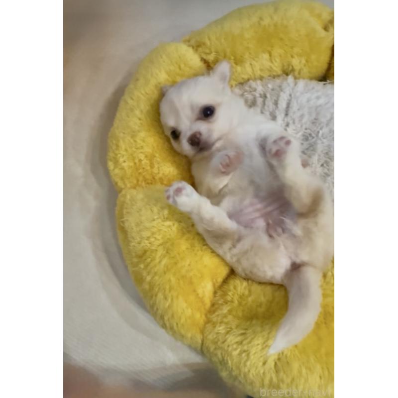 成約済の広島県のチワワ(ロングコート)-440304の8枚目