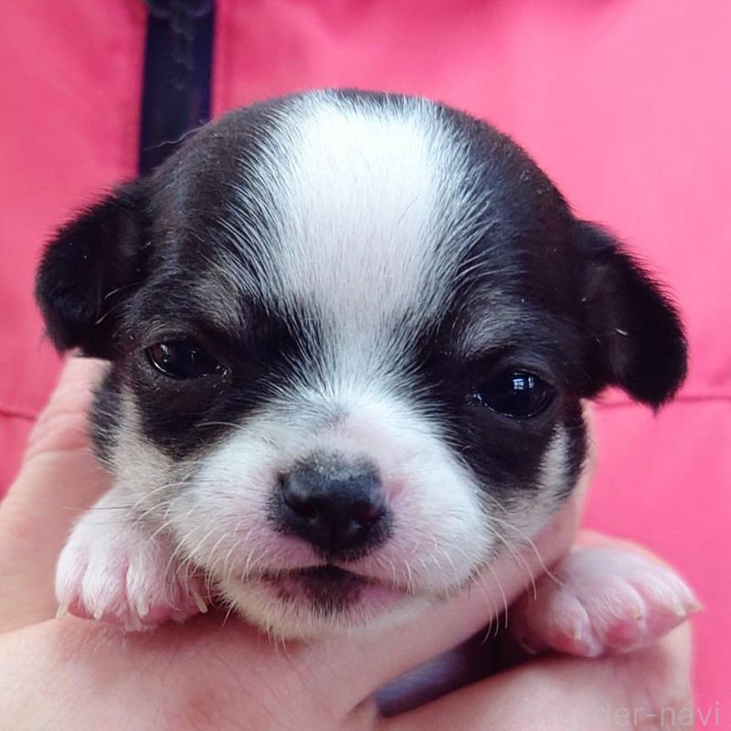 販売中の山口県のチワワ(スムースコート)-445885の1枚目