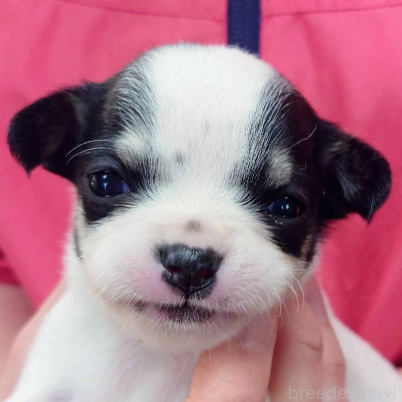 販売中の山口県のチワワ(スムースコート)-445886