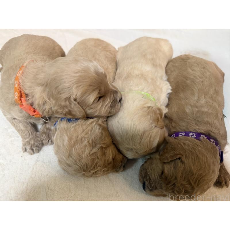 販売中の栃木県のゴールデンドゥードル:ゴールデンレトリーバー×プードル-445874の3枚目