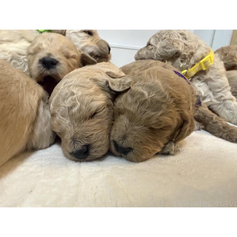 販売中の栃木県のゴールデンドゥードル:ゴールデンレトリーバー×プードル-445874の2枚目