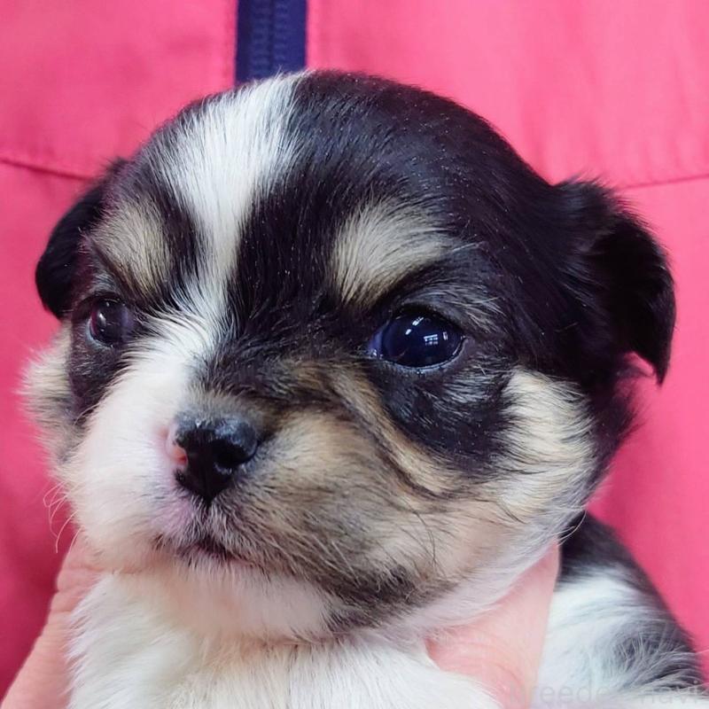 販売中の山口県のチワワ(ロングコート)-445888の1枚目