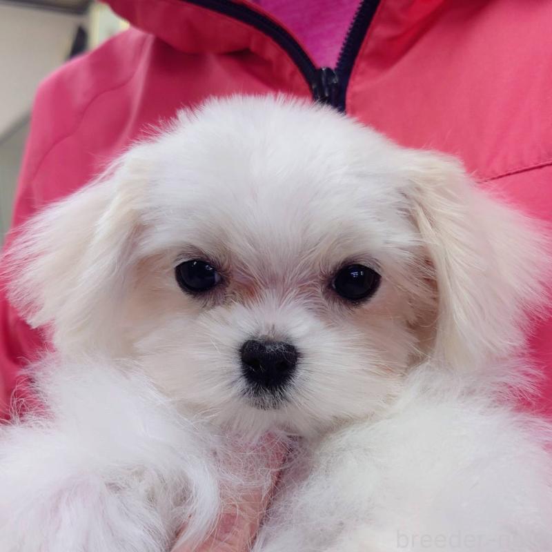 販売中の山口県のマルチーズ-445889の1枚目