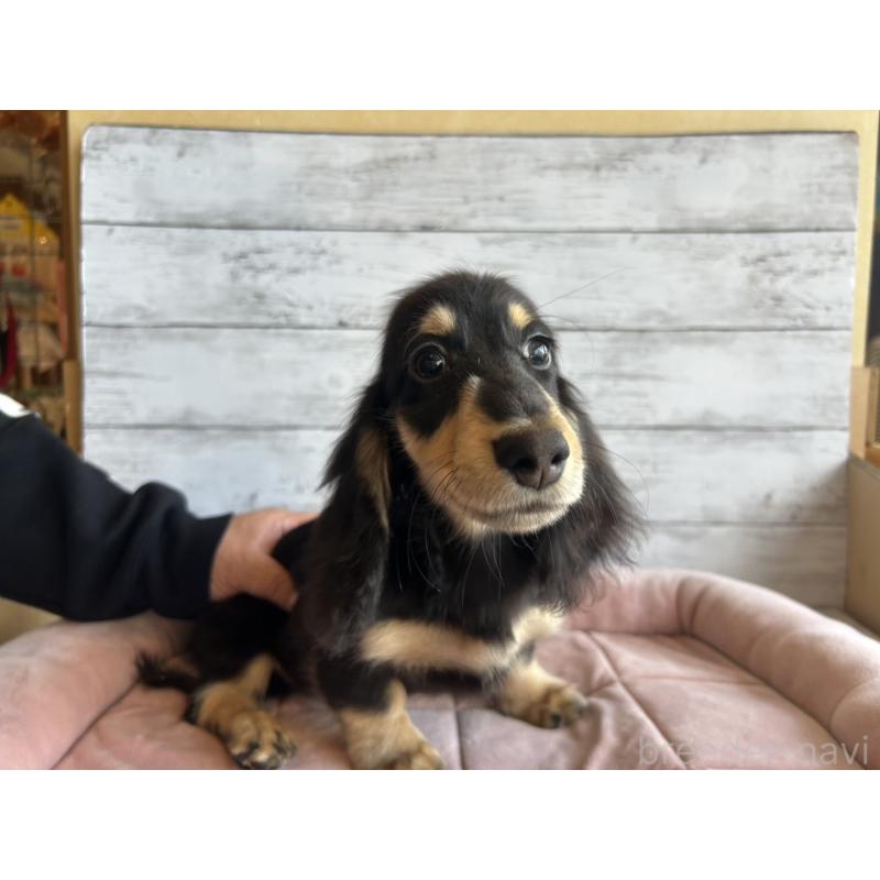 成約済の北海道のミニチュアダックスフンド(ロングヘアード)-428000の4枚目