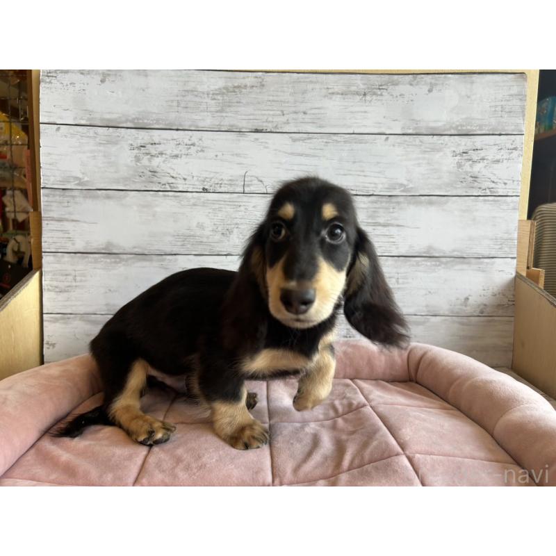 成約済の北海道のミニチュアダックスフンド(ロングヘアード)-428000の2枚目