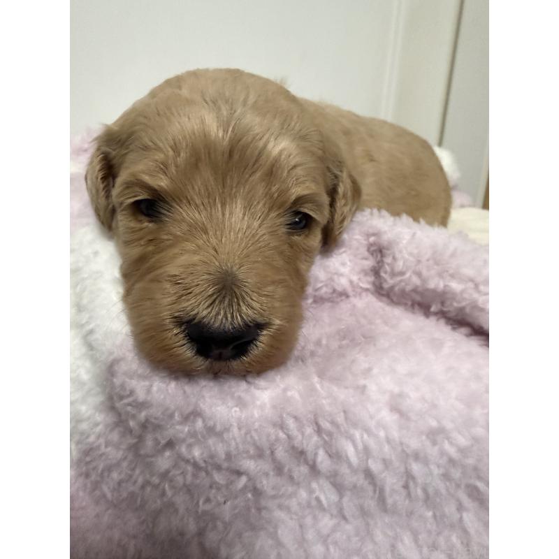 販売中の栃木県のゴールデンドゥードル:ゴールデンレトリーバー×プードル-445875の2枚目