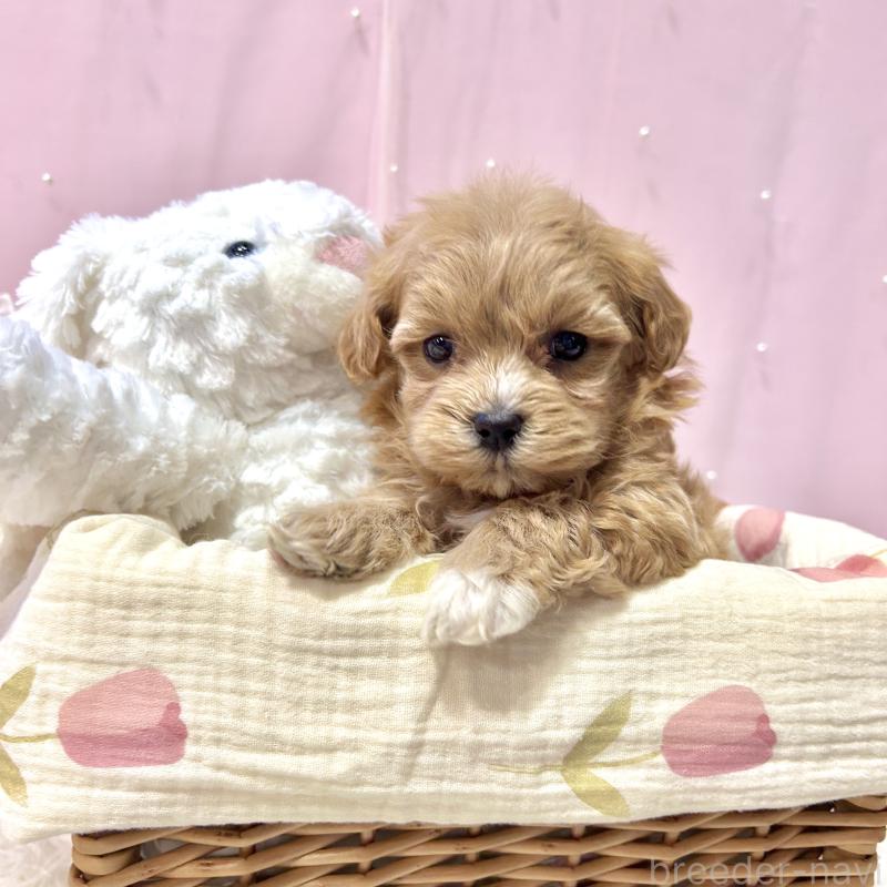 販売中の栃木県のマルプー:マルチーズ×トイプードル-445901の8枚目