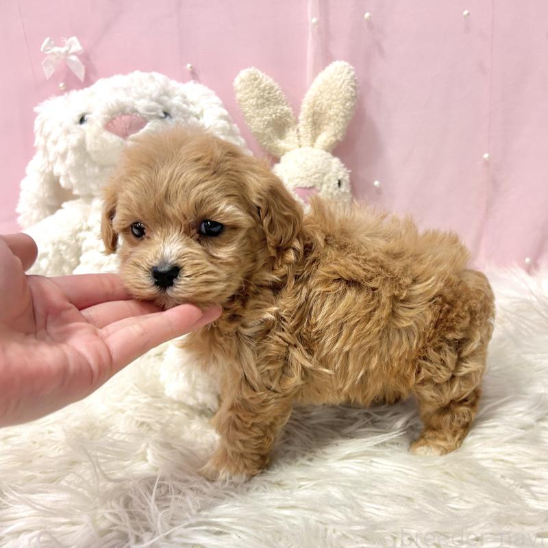 販売中の栃木県のマルプー:マルチーズ×トイプードル-445901の7枚目